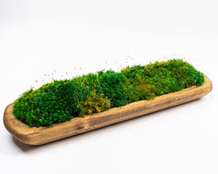 What's New Wednesday: Preserved Moss in Stone Bowl Centerpiece