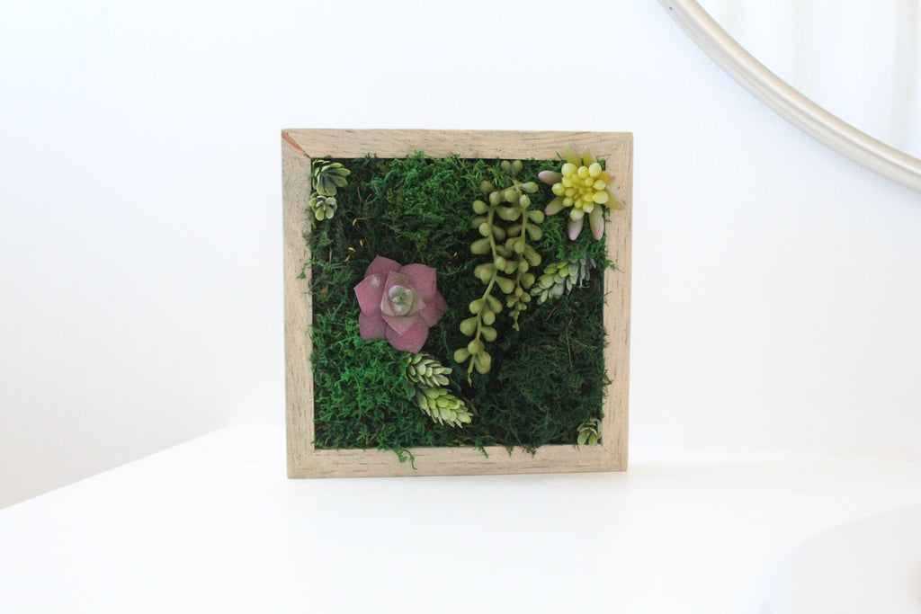 DIY Moss Art Kit With Succulents